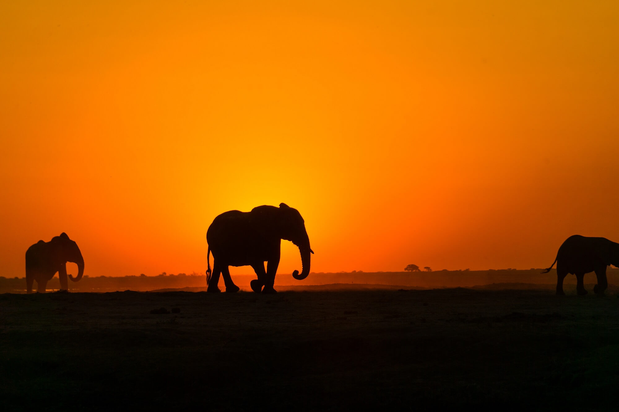 Worldisbeautiful.net | Wildlife | African elephant